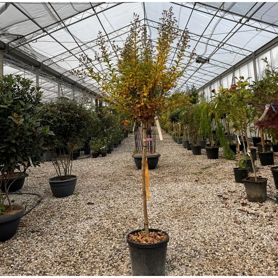 Kínai selyemmirtusz   LAGERSTROEMIA INDICA HOPI T1/2 6/8 K18