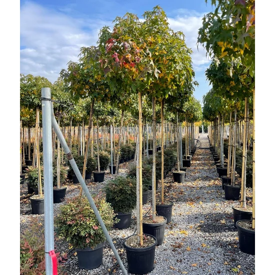 Amerikai ámbrafa   LIQUIDAMBAR STYRACIFLUA GUM BALL T200 10/12 K30