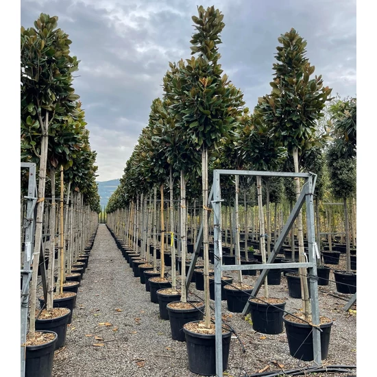 Örökzöld liliomfa   MAGNOLIA GRANDIFLORA FRANCOIS TREYVE T200 14/16 EXTRA K70