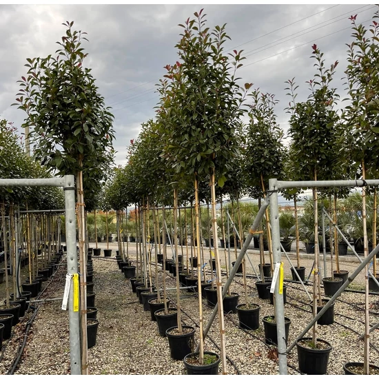 Örökzöld korallberkenye   PHOTINIA FRASERI RED ROBIN T200 8/10 K30