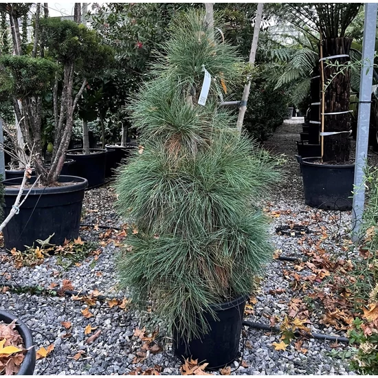 Himalájai selyemfenyő   PINUS WALLICHIANA 80/100 K30