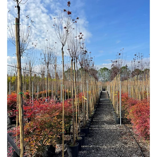 Vérszilva    PRUNUS CERASIFERA NIGRA T200 8/10 K25
