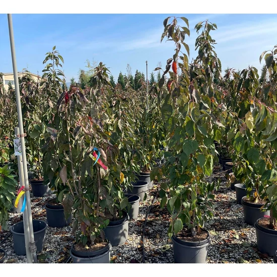 Oszlopos japán díszcseresznye  PRUNUS SERRULATA AMANOGAWA 175/200 K15
