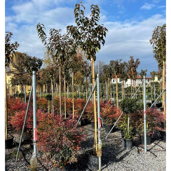 Japán díszcseresznye   PRUNUS SERRULATA KANZAN T200 10/12 K30