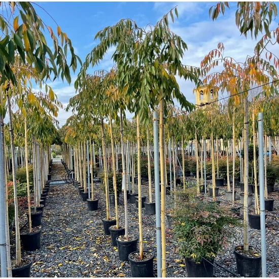 Csüngő díszcseresznye   PRUNUS SUBHIRTELLA PENDULA ROSEA T200 10/12 K25