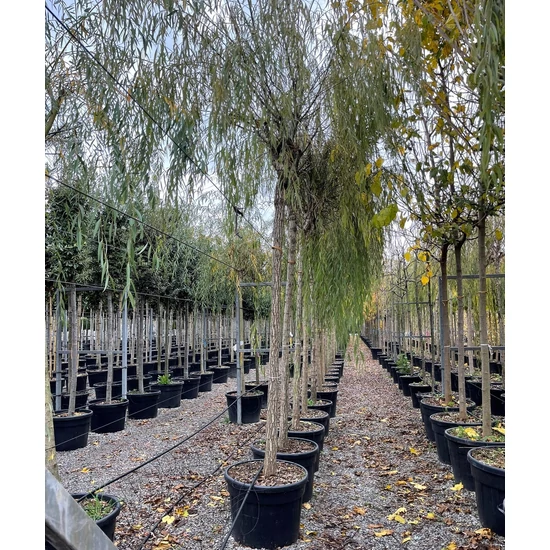 Szomorúfűz    SALIX BABYLONICA AUREA T200 20/25 K160