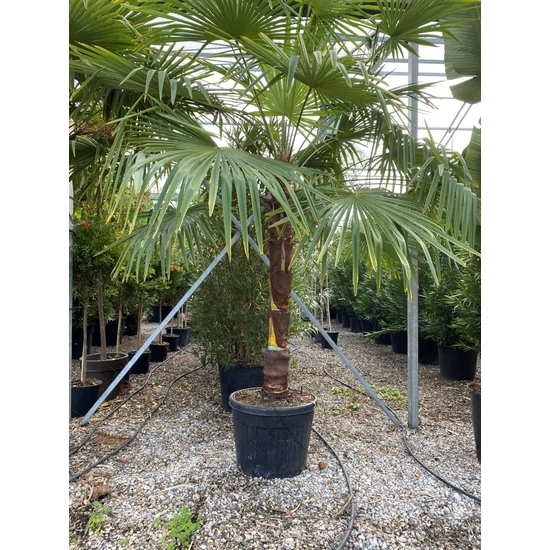 Kínai kenderpálma  CHAMAEROPS EXCELSA TISZTÍTOTT TÖRZS T80/90 100/150 K70