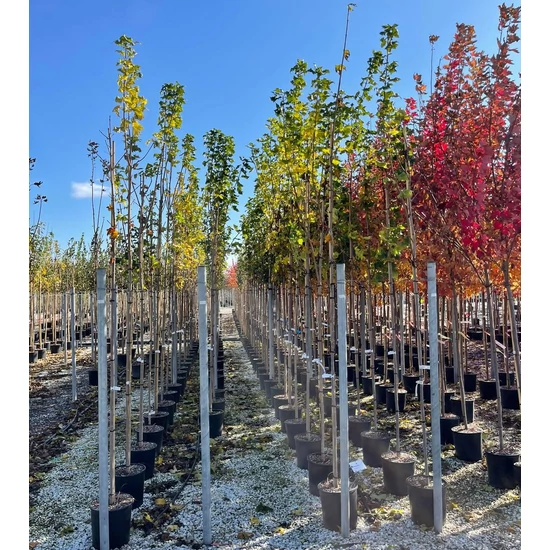 Korai juhar   ACER PLATANOIDES CLEVELAND T200 8/10 K18