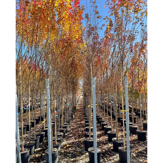 Vörös és ezüst juhar ACER RUBRUM SUN VALLEY T200 6/8 K18