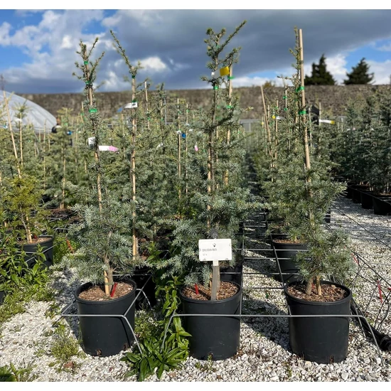 Himalájai cédrus   CEDRUS DEODARA ROBUSTA K10