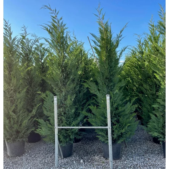 Leyland ciprus   CUPRESSOCYPARIS LEYLANDII 200/250 K30