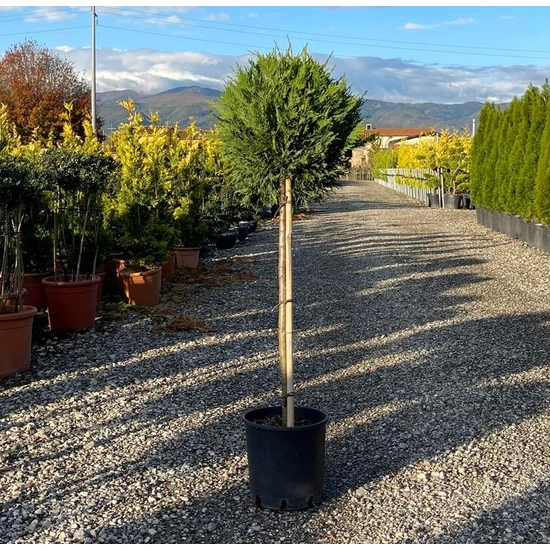 Leyland ciprus   CUPRESSOCYPARIS LEYLANDII T1/2 K10