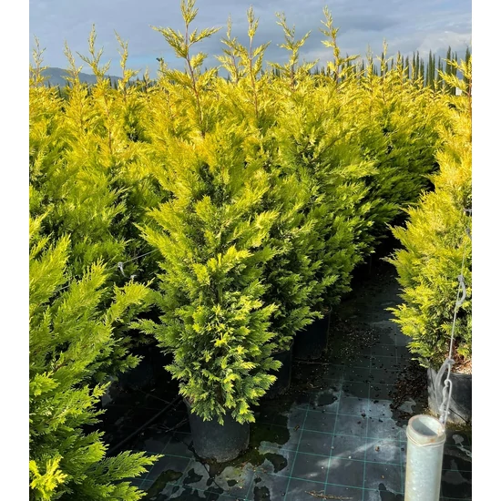 Arany lombú leyland ciprus CUPRESSOCYPARIS LEYLANDII GOLD RIDER 150/175 K18