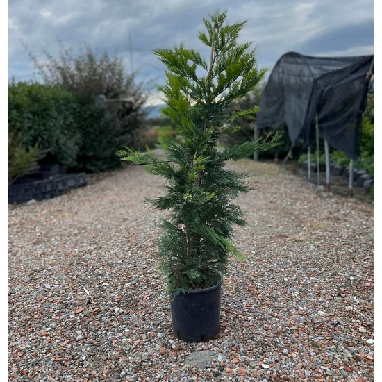 Arany lombú leyland ciprus CUPRESSOCYPARIS LEYLANDII GOLD RIDER 80/100 K7