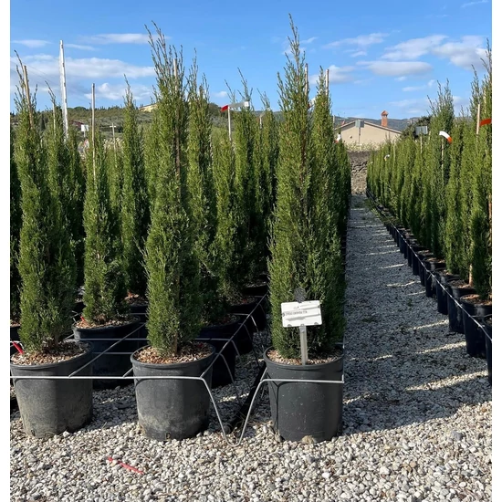 Európai ciprus   CUPRESSUS SEMPERVIRENS TOTEM 100/125 K12