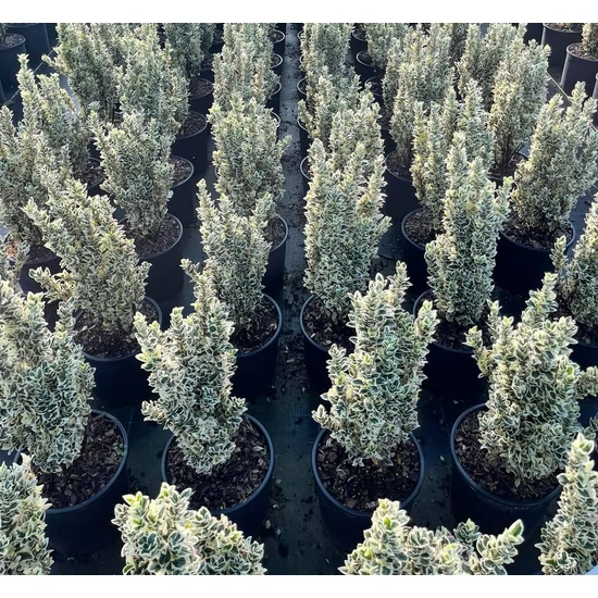 Japán kecskerágó   EUONYMUS JAPONICUS WHITE SPIRE 20/+ K5