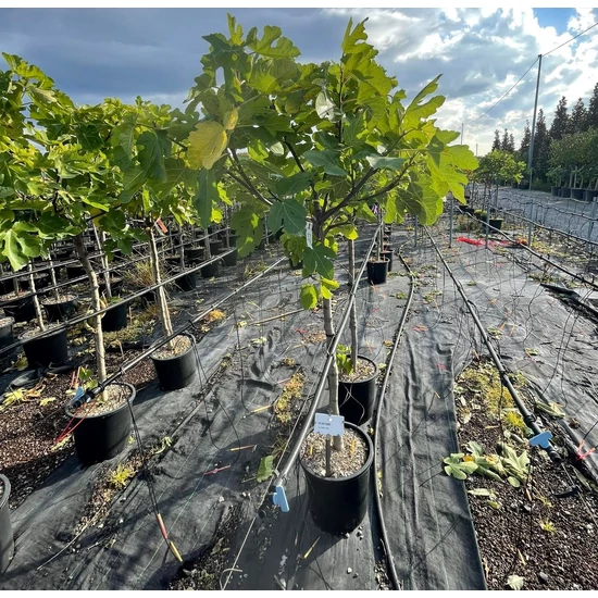 Parisienne füge Ficus carica