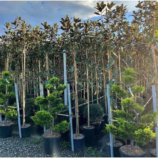 Örökzöld liliomfa   MAGNOLIA GRANDIFLORA GALLISONIENSIS T200 6/8 K18