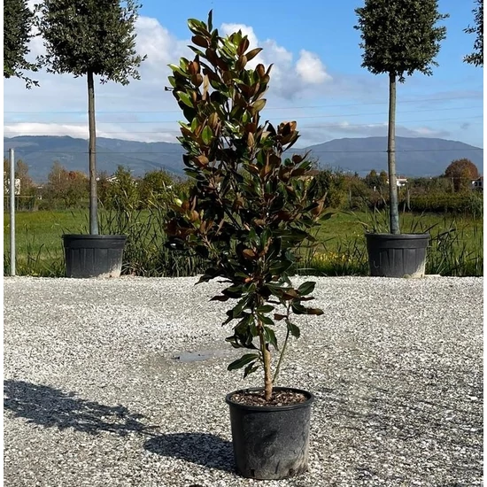 Örökzöld liliomfa   MAGNOLIA GRANDIFLORA LITTLE GEM 80/100 K15