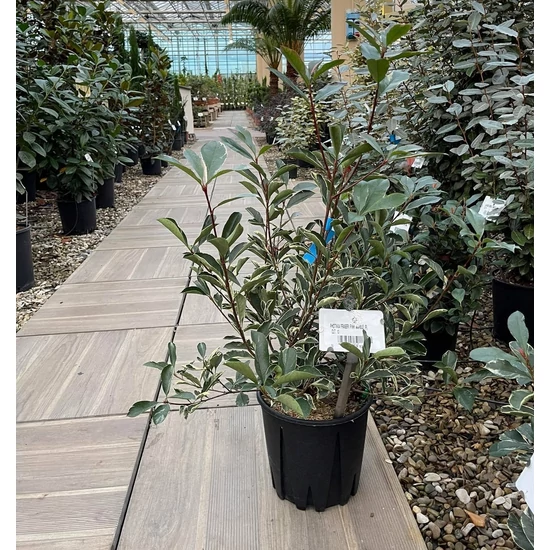 Örökzöld korallberkenye   PHOTINIA FRASERI PINK MARBLE 80/100 K10