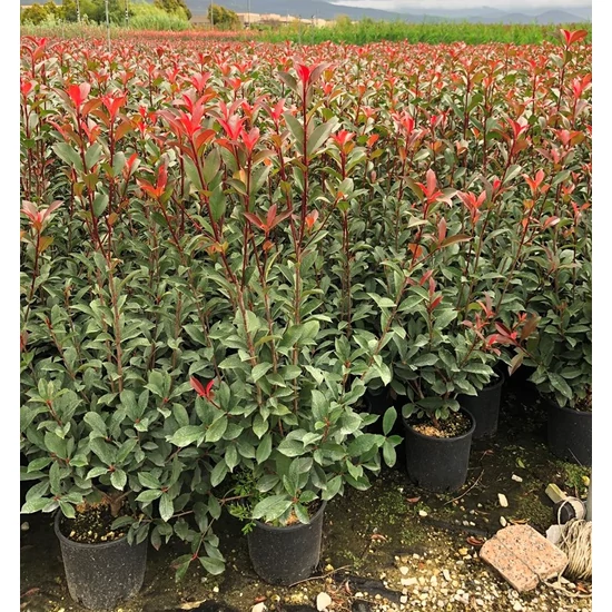 Örökzöld korallberkenye   PHOTINIA FRASERI RED ROBIN 80/100 K10