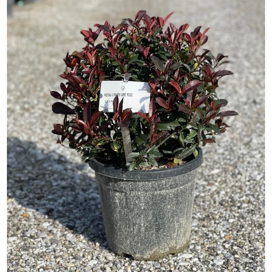 Örökzöld korallberkenye   PHOTINIA X FRASERI CARRE ROUGE GÖMB K15