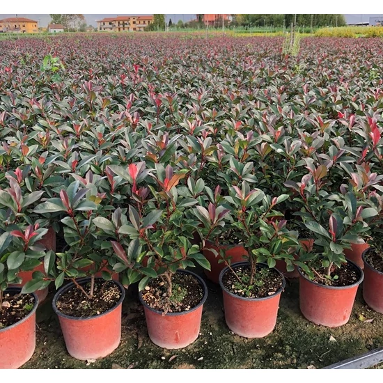 Örökzöld korallberkenye   PHOTINIA X FRASERI CARRE ROUGE K3
