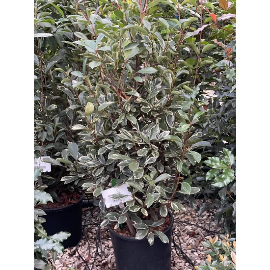 Örökzöld korallberkenye   PHOTINIA FRASERI LOUISE K18