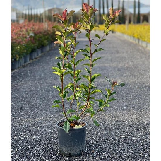Örökzöld korallberkenye   PHOTINIA FRASERI MAGICAL VOLCANO K5