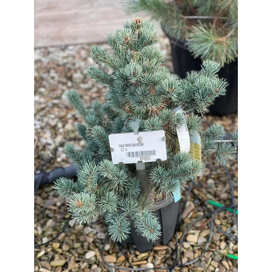 Japán fehérfenyő   PINUS PARVIFLORA NEGISHI 40/+ K10