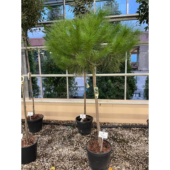 Mandulafenyő    PINUS PINEA T1/2 8/10 K18