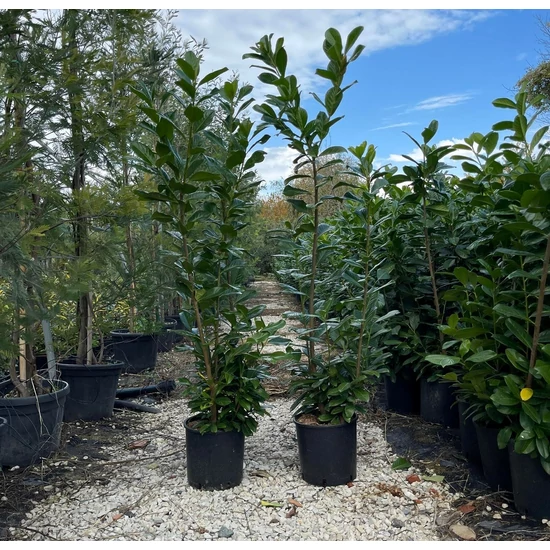 Közönséges babérmeggy   PRUNUS LAUROCERASUS NOVITA 100/125 K10