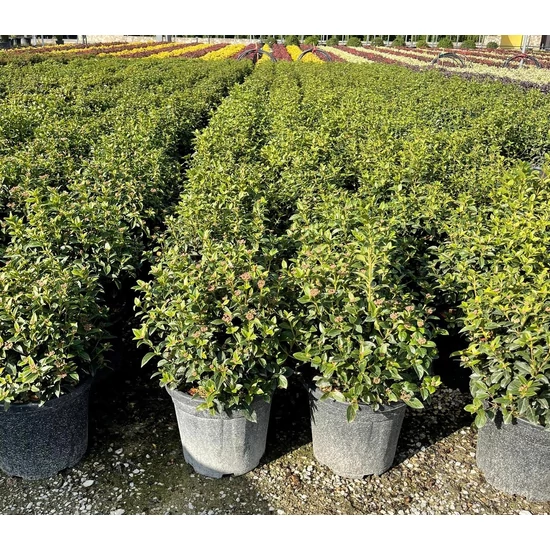 Téli bangita   VIBURNUM TINUS EVE PRICE GÖMB 20/40 K15