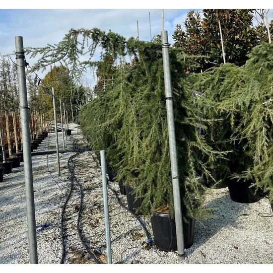 Csüngő himalájai cédrus  CEDRUS DEODARA PENDULA 200/250 K110     