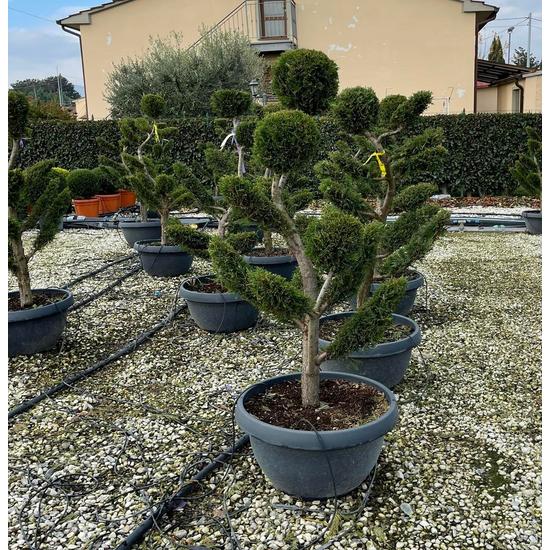 Leyland ciprus   CUPRESSOCYPARIS LEYLANDII 110/120 BONSAI TÁLBAN K50