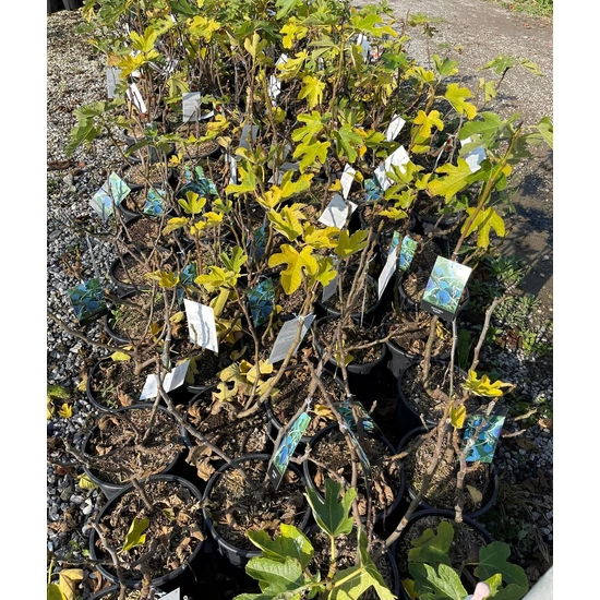 Füge Ficus carica