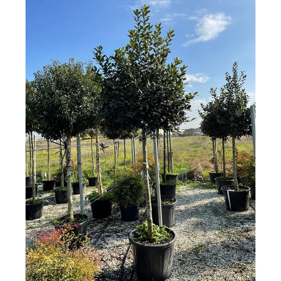 Magyal    ILEX MUTCHAGARA NELLIE R. STEVENS T150 60/+ K110