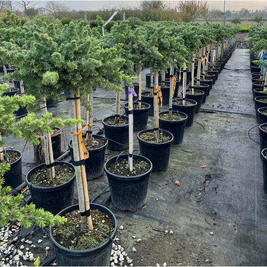 Fövenyboróka BLUE   JUNIPERUS CONFERTA BLUE PACIFIC T1/2 K15