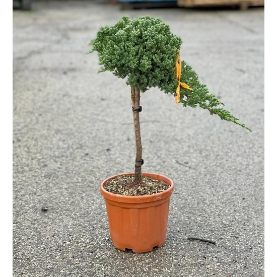 Japán törpeboróka   JUNIPERUS PROCUMBENS NANA T1/4 K5