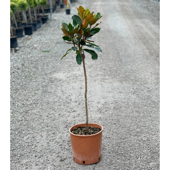 Örökzöld törpe liliomfa  MAGNOLIA GRANDIFLORA LITTLE GEM T1/4 K9