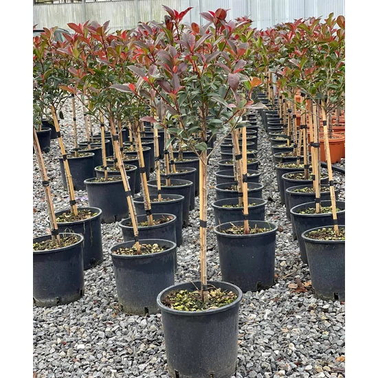 Örökzöld korallberkenye   PHOTINIA FRASERI COMPACTA T1/4 K7