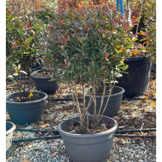 Örökzöld korallberkenye   PHOTINIA FRASERI COMPACTA TÖBBTÖRZSES 90/+ LAPOS TÁLBAN K40