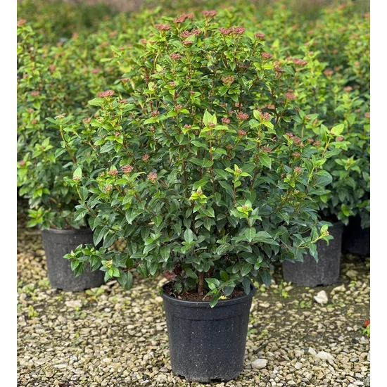 Téli bangita   VIBURNUM TINUS 60/80 K9