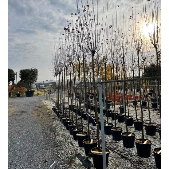 Vérszilva    PRUNUS CERASIFERA PISSARDI NIGRA T200 8/10 K25