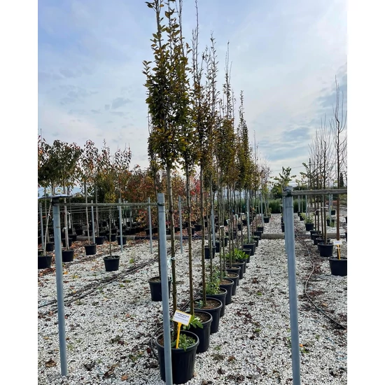 Oszlopos gyertyán   CARPINUS BETULUS PYRAMIDALIS T200 10/12 K35