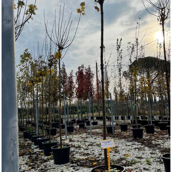 Gömbjuhar    ACER PLATANOIDES GLOBOSUM T200 10/12 K35   