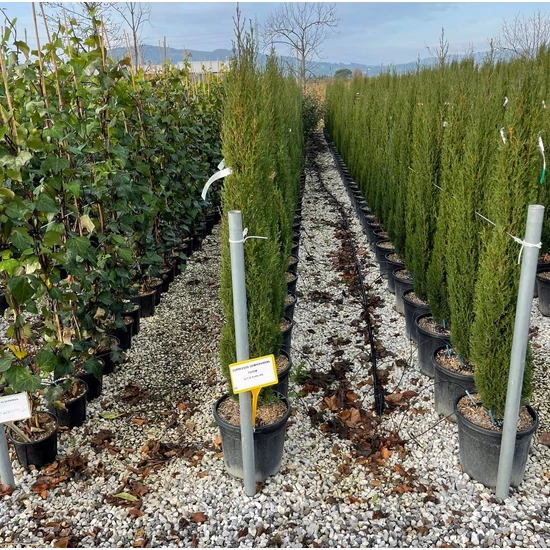 Európai ciprus   CUPRESSUS SEMPERVIRENS TOTEM 150/175 K18  