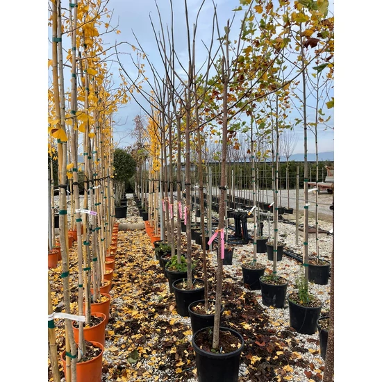 Nagylevelű császárfa   PAULOWNIA TOMENTOSA 12/14 K35