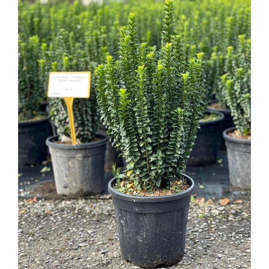Japán kecskerágó   EUONYMUS JAPONICUS BENKOMASAKI ERECTA 20/40 K9