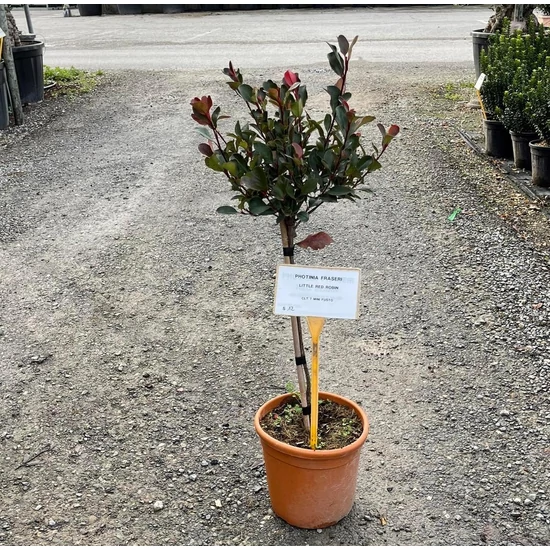 Örökzöld korallberkenye   PHOTINIA FRASERI LITTLE RED ROBIN T1/4 K7